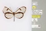 Pteronymia