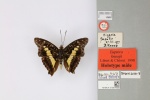 Euptera