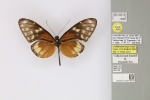 Триба: Ithomiini, Итомиды

	Подтриба:  Dircennina

	Callithomia