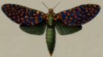 Callocossus