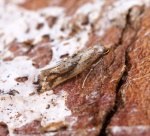 Cataplectica