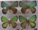 Neozephyrus