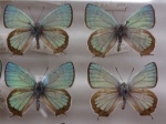 Sibataniozephyrus