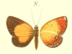 Callidula