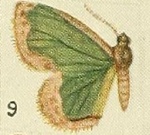 Idmon