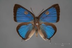 Olynthus