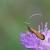 Nemophora metallica