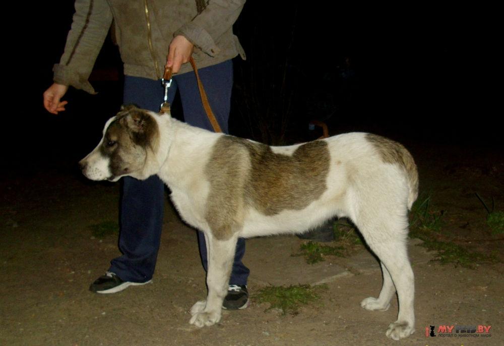Азамат