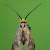 Cauchas rufifrontella