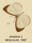Liptena