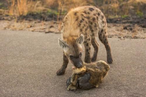 1431451642_payio-hyena