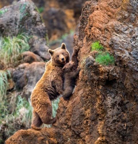 1432140481_pay-mother-bear-with-her-cub-on-a-mountain-2