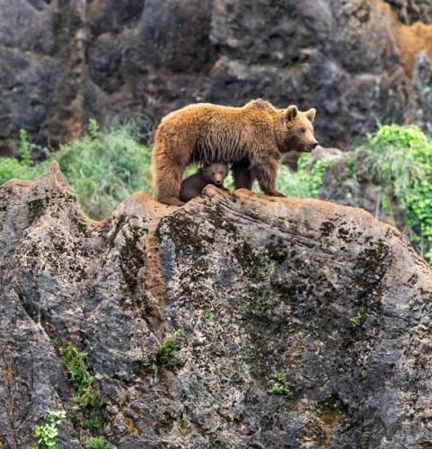 1432140945_pay-mother-bear-with-her-cub-on-a-mountain-3