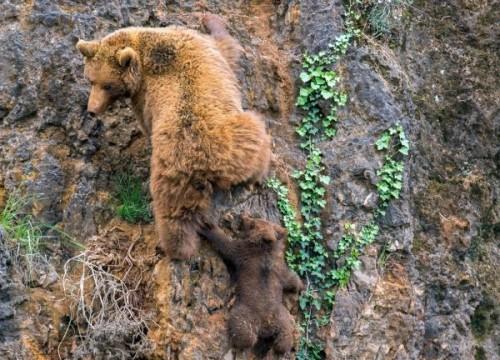 1432185326_1432140667_pay-mother-bear-with-her-cub-on-a-mountain-1