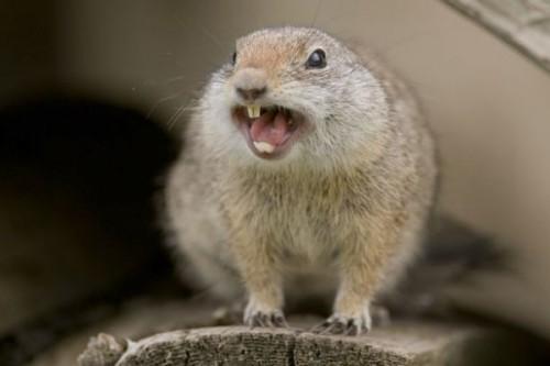 1432230849_angry-squirrel