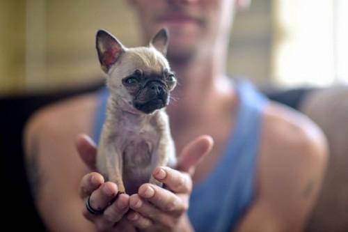 1432841387_tiny-pug-pip-today-150527-04_fae5a7044f7af6baf140eb880604fbe8.today-inline-large2x