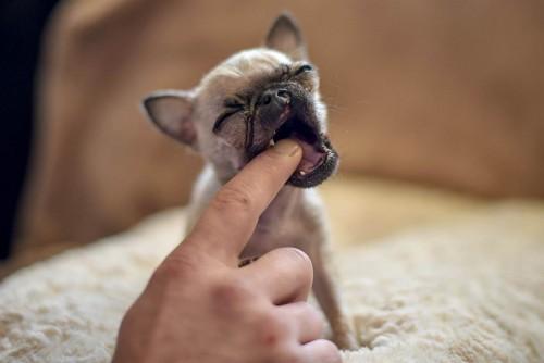 1432841571_tiny-pug-pip-today-150527-01_75b8d9e5c9a74617ceadd68bacb5fbc2.today-inline-large2x