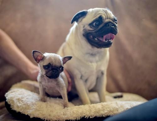 1432841612_tiny-pug-pip-today-150527-05_579416fd1bcd9a176e303d080f513884.today-inline-large2x