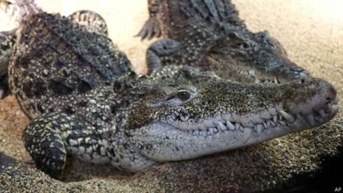 150420095309_cuban_crocodiles_624x351_ap