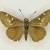 Atrytonopsis vierecki