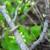 Nematopogon swammerdamellus