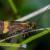 Nemophora bellela