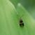 Nemophora amatella