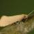 Nematopogon swammerdamella