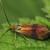 Nemophora fasciella