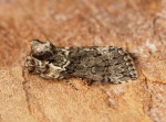 Polyploca
