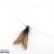 Nemophora raddei
