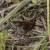 Atrytonopsis hianna