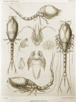 Stygia