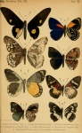 Pseudathyma