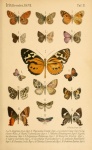 Paralycaeides
