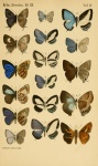 Erysichton
