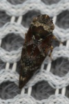 Corticea