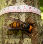 Mandarinia