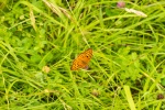 Speyeria