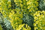 Characia