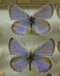 Shijimiaeoides