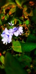 Plumbago