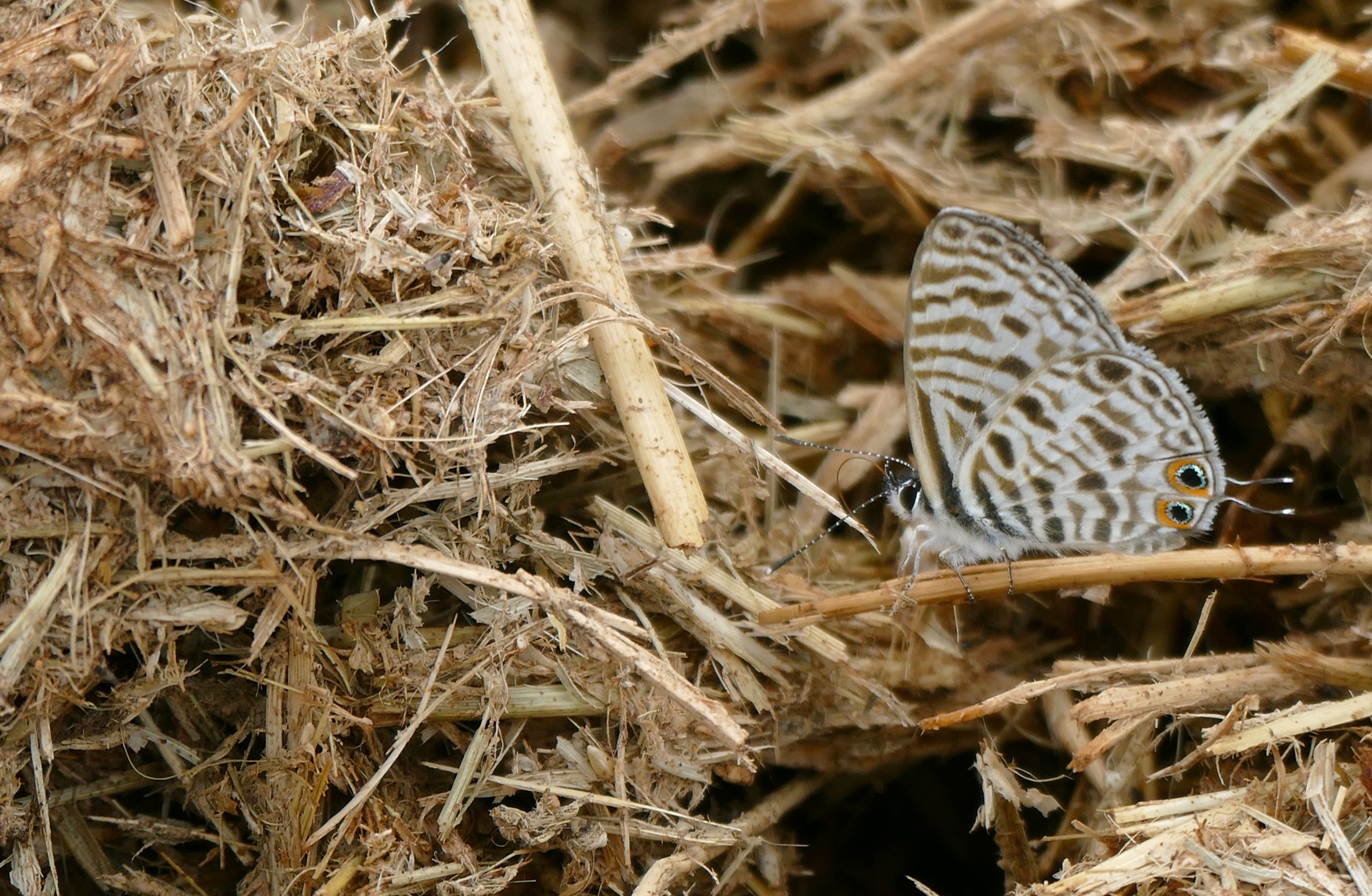 Cyclyrius (Род)