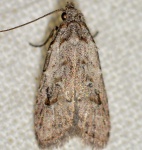 Carposina