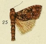 Salagena
