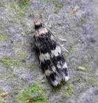 Autostichidae