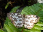 Триба: Tagiadini

	Abraximorpha