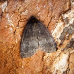 Ochropacha
