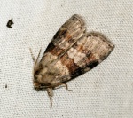 Cymatophorina