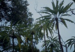 Cynea